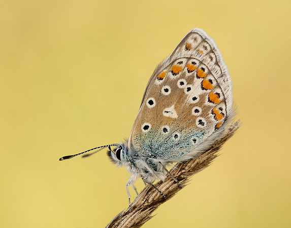 Common Blue Polyommatus icarus