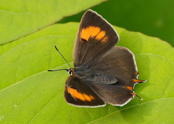 Brown Hairstreak Thecla betulae