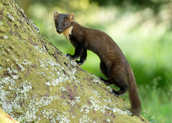 Pine Marten Martes martes
