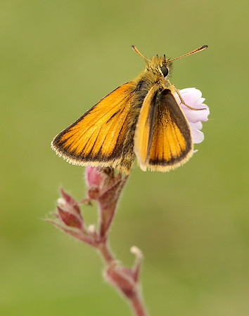 Essex Skipper Thymelicus lineola