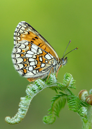 Heath Fritillary Melitaea athalia