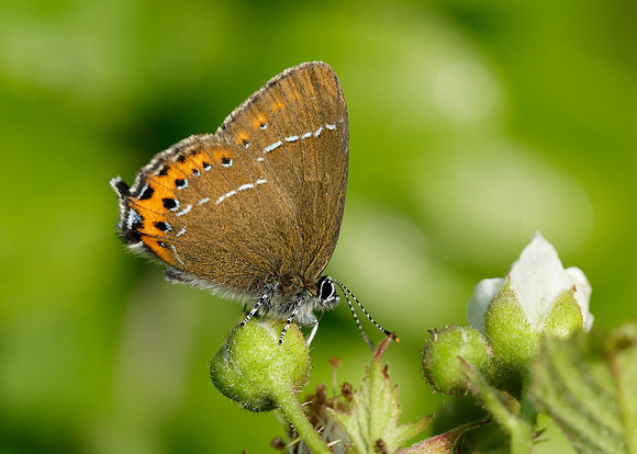 Black Hairstreak Satyrium pruni