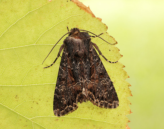 73.238 BF2250 Dark Brocade Mniotype adusta