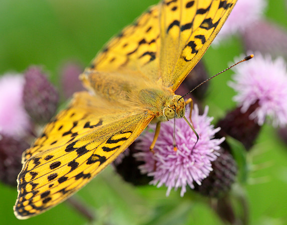 High Brown Fritillary Argynnis adippe