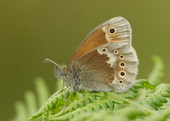Large Heath Coenonympha tullia polydama