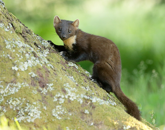 Pine Marten Martes martes
