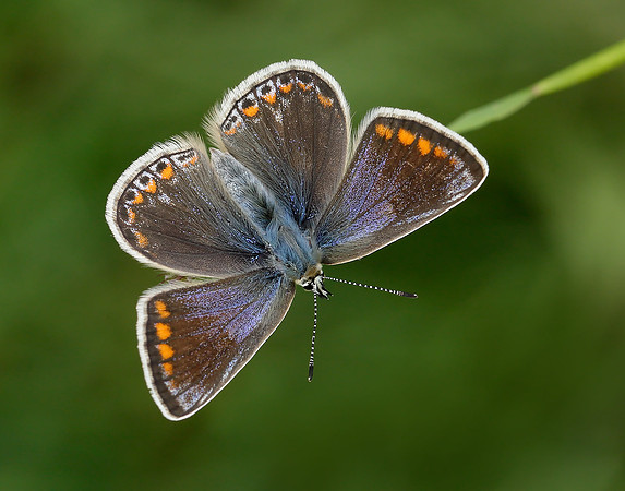Common Blue Polyommatus icarus