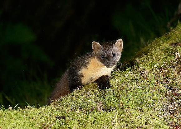 Pine Marten Martes martes