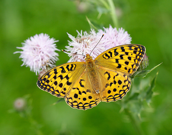 High Brown Fritillary Argynnis adippe