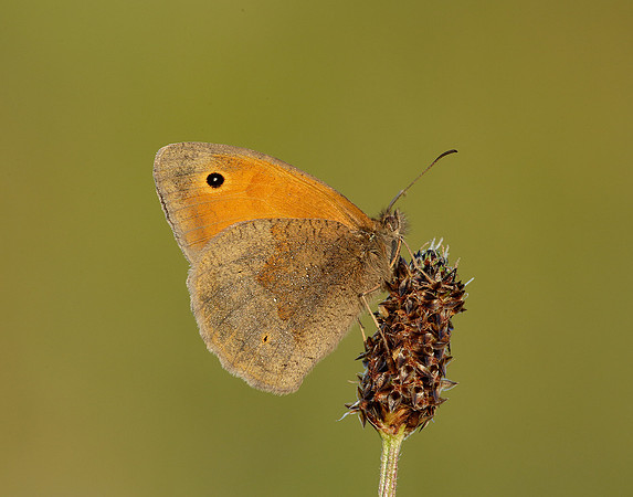 Meadow Brown Maniola jurtina