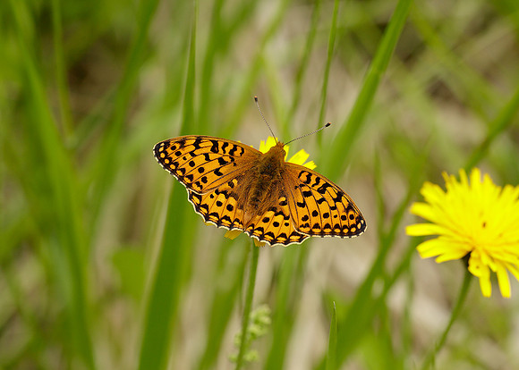 Dark Green Fritillary Argynnis aglaja