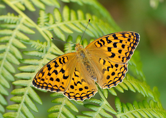 High Brown Fritillary Argynnis adippe