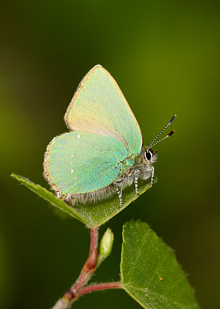 Green Hairstreak Callophrys rubi