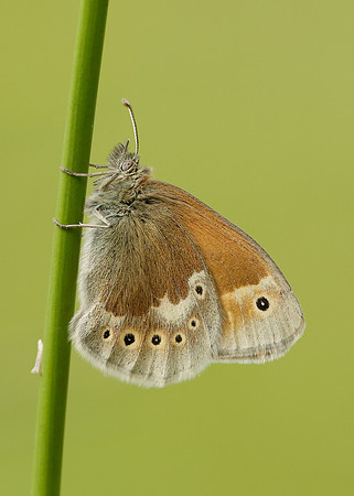 Large Heath Coenonympha tullia polydama