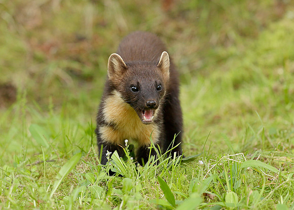 Pine Marten Martes martes