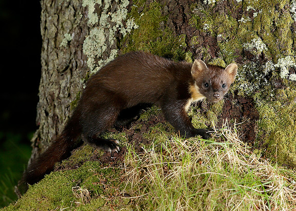 Pine Marten Martes martes