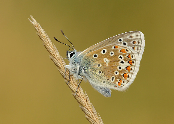 Common Blue Polyommatus icarus