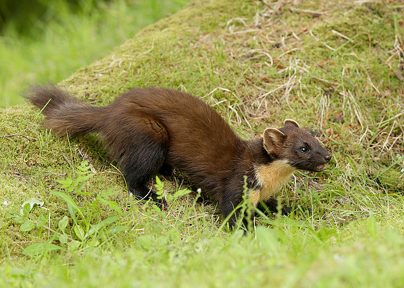 Pine Marten Martes martes