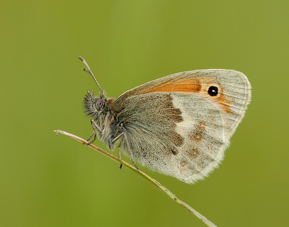 Small Heath Coenonympha pamphilus