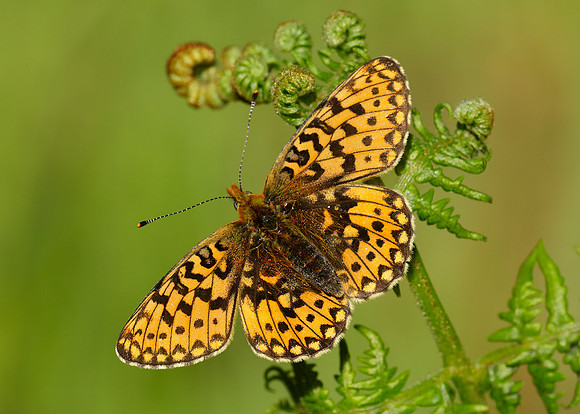 Pearl-Bordered Fritillary Boloria euphrosyne