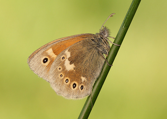Large Heath Coenonympha tullia polydama