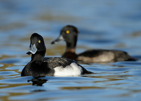 Tufted Duck Aythya fuligula