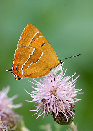 Brown Hairstreak Thecla betulae