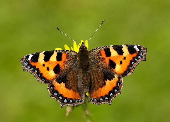 Small Tortoiseshell Aglais urticae