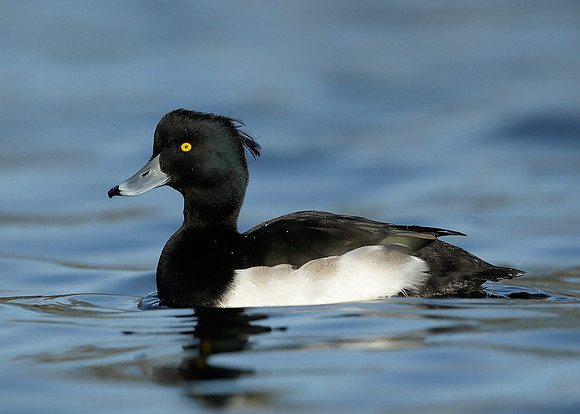 Tufted Duck Aythya fuligula