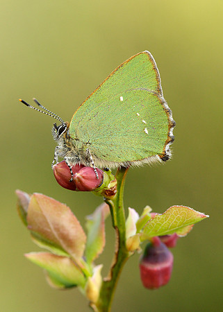 Green Hairstreak Callophrys rubi