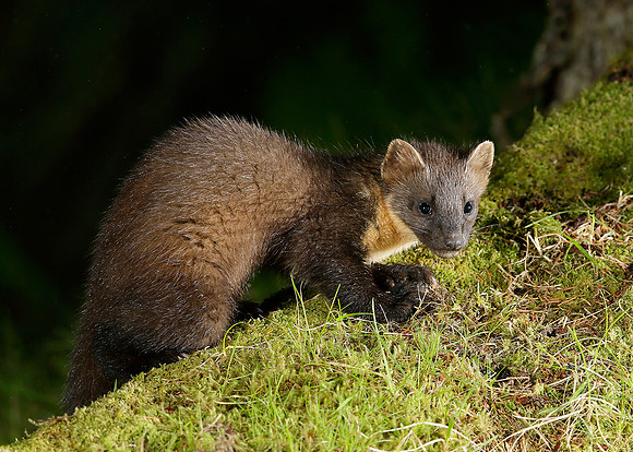 Pine Marten Martes martes