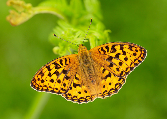 High Brown Fritillary Argynnis adippe