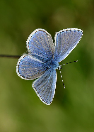 Common Blue Polyommatus icarus