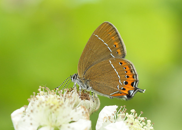 Black Hairstreak Satyrium pruni
