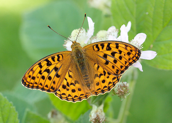 High Brown Fritillary Argynnis adippe