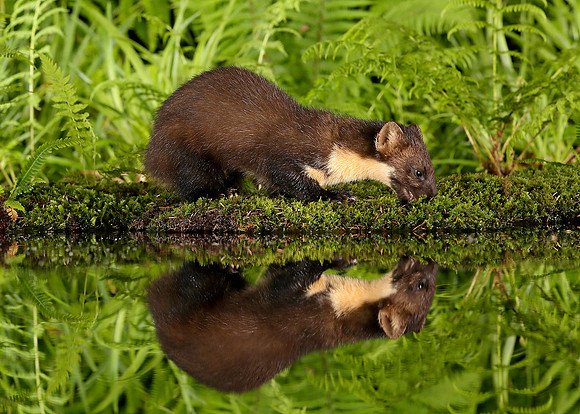 Pine Marten Martes martes