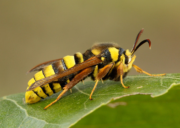 52.002 BF0370 Hornet Moth Sesia apiformis