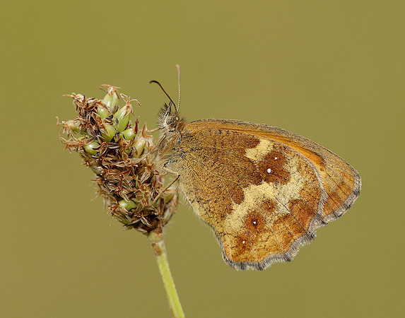 Gatekeeper Pyronia tithonus