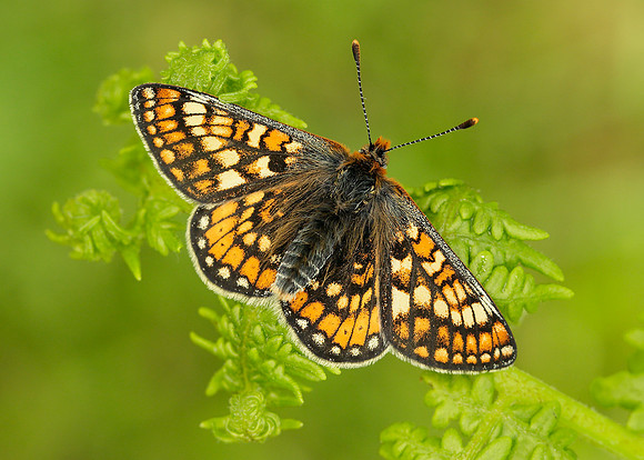 Marsh Fritillary Euphydryas aurinia