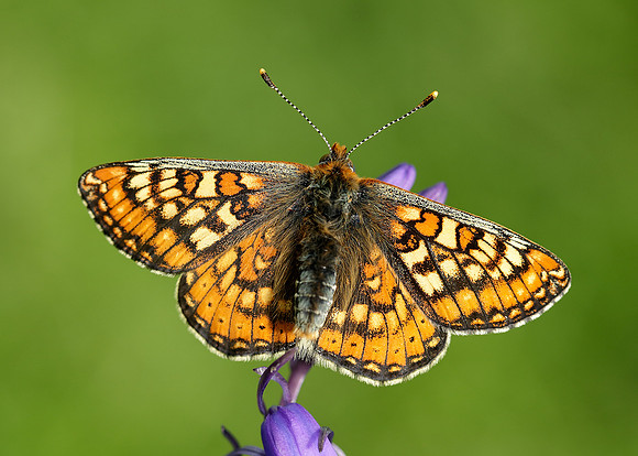 Marsh Fritillary Euphydryas aurinia