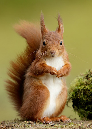 Red Squirrel Sciurus vulgaris