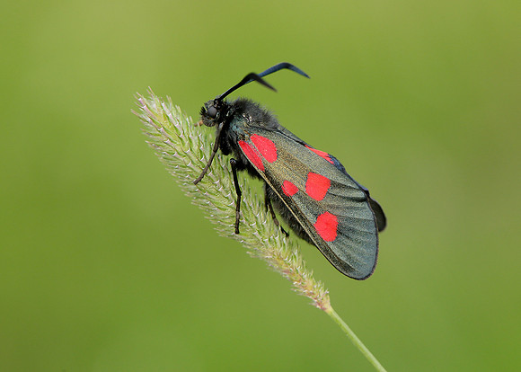 54.009 BF0171 Narrow-bordered Five-spot Burnet Zygaena lonicerae