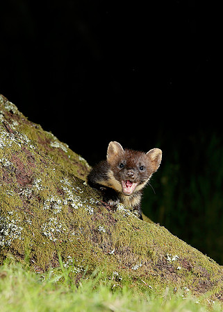 Pine Marten Martes martes