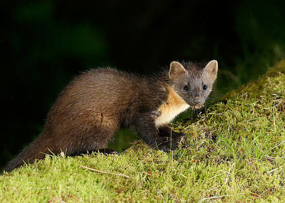 Pine Marten Martes martes