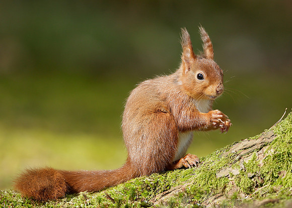 Red Squirrel Sciurus vulgaris