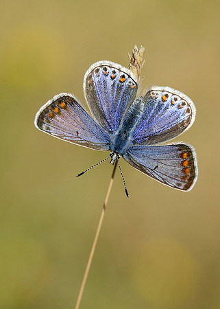 Common Blue Polyommatus icarus