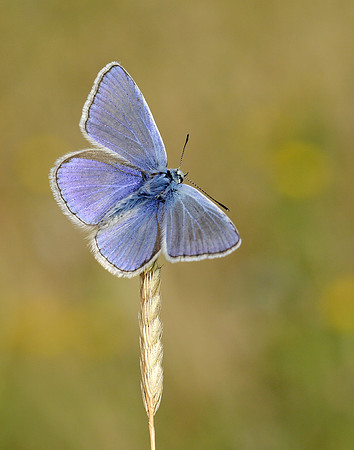 Common Blue Polyommatus icarus