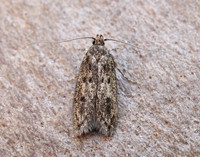 28.010 BF647 Brown House-moth Hofmannophila pseudospretella