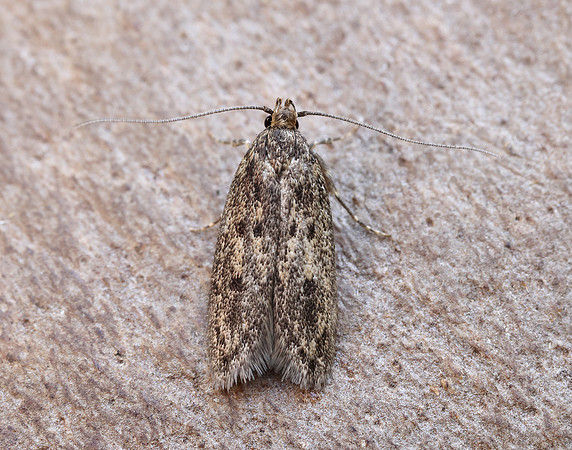 28.010 BF647 Brown House-moth Hofmannophila pseudospretella