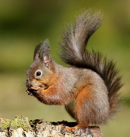 Red Squirrel Sciurus vulgaris